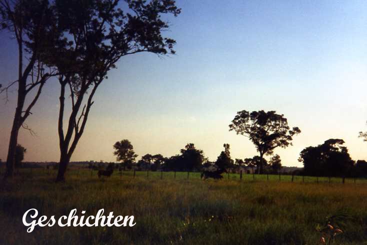 Blick auf Bäume in der Abenddämmerung in Paraguay